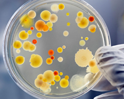Bakterier til dyrking i Petriskåler